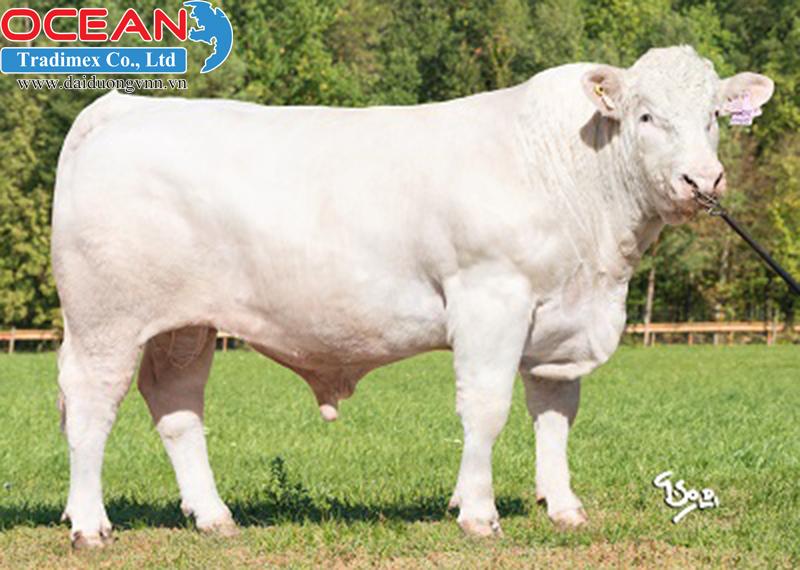 Đực giống Dundee DH P